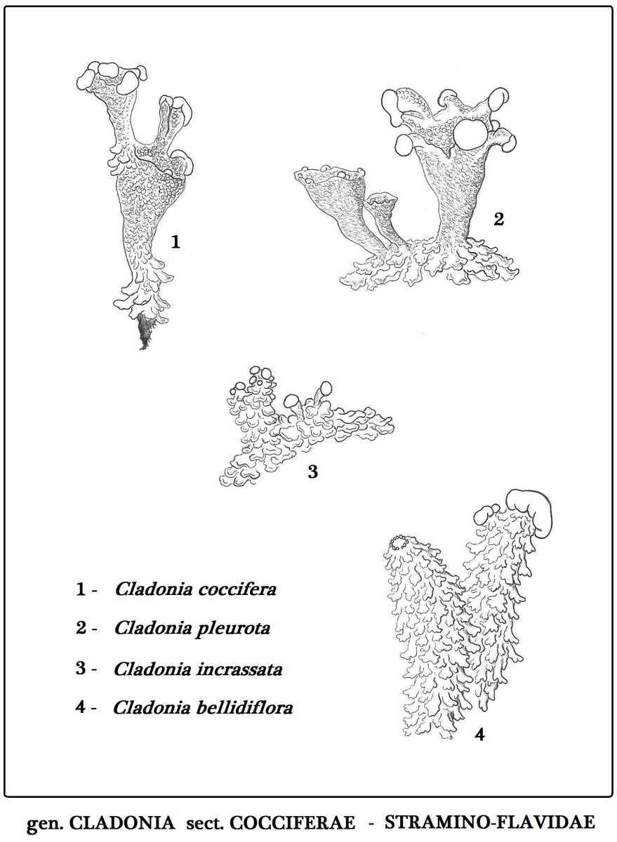 Licheni in BN - gen. Cladonia